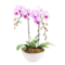 Discover 2 tone white pink orchid plant delivery