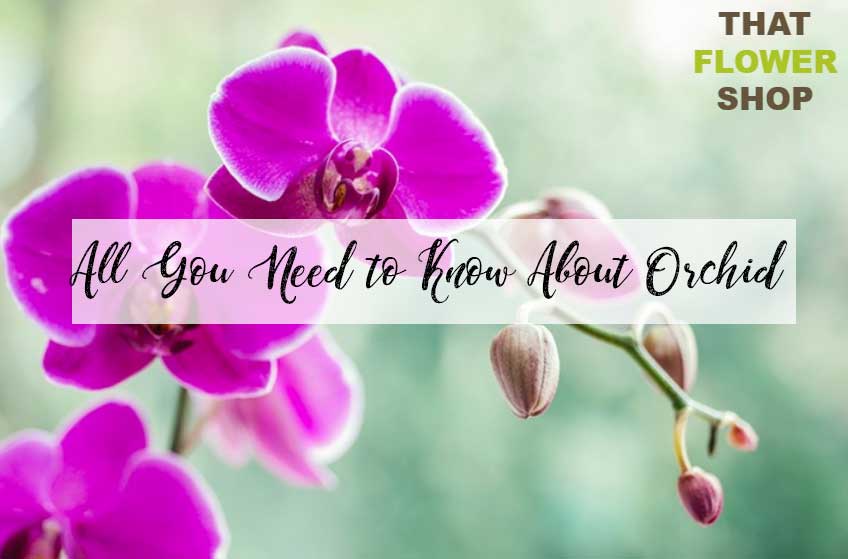 All You Need to Know About Orchid| History of Orchid | Facts about Orchid | Orchid Care | Meaning of Orchid