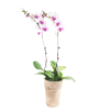 2 tone pink 2 stems orchid flower online Singapore