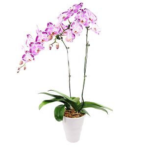 2 tone purple orchid flower plant online