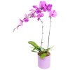 cheap purple potted orchid delivery singapore
