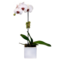 single white pink phalaenopsis orchid singapore