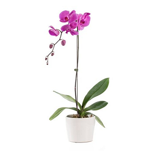 buy now purple orchid plant delivery Singapore