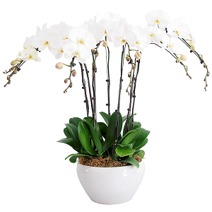 check out 10 stems white orchid flower online