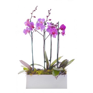 orchids Singapore delivery