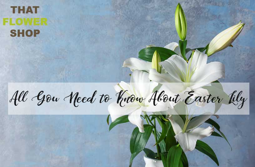 All You Need to Know About Easter Lily | History of Easter Lily | Facts about Easter Lily| Easter Lily Care | Meaning of Easter Lily